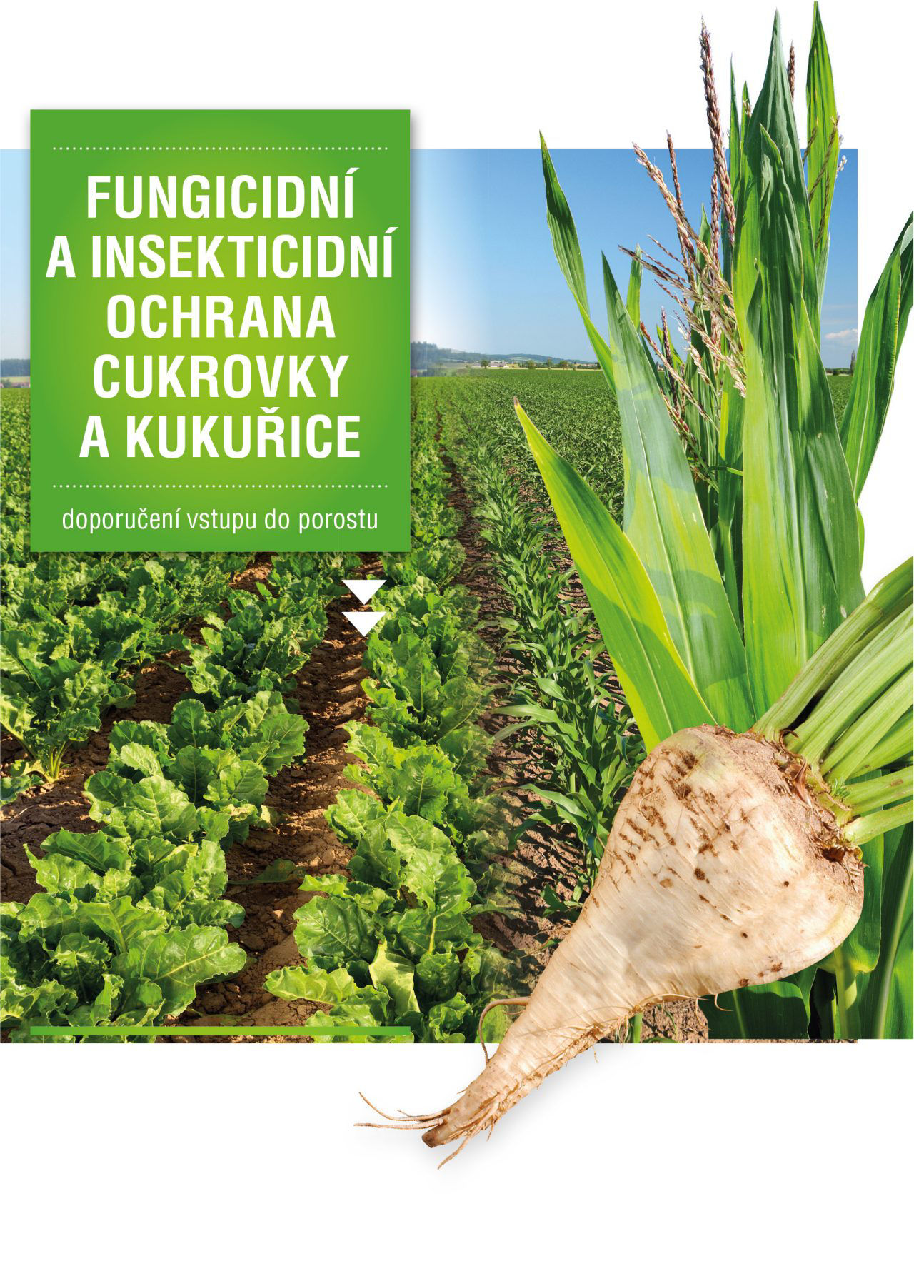 fungicidni-a-insekticidni-ochrana-cukrovky-a-kukurice_Rich_Text_Editor_1.jpeg