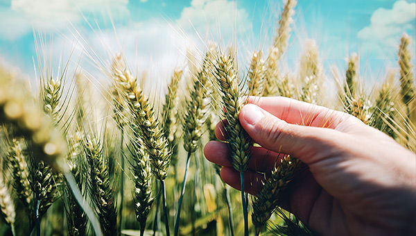 Fight Back Against Fusarium