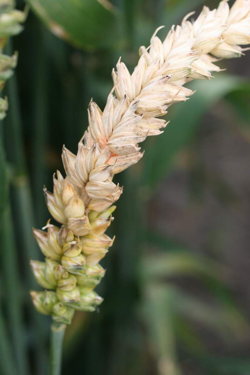 Fusarium
