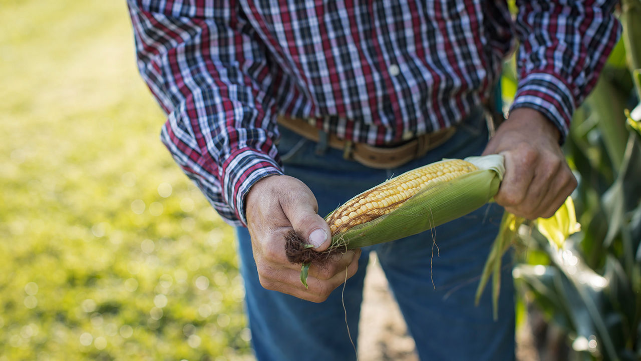 Promo Tools of Corn