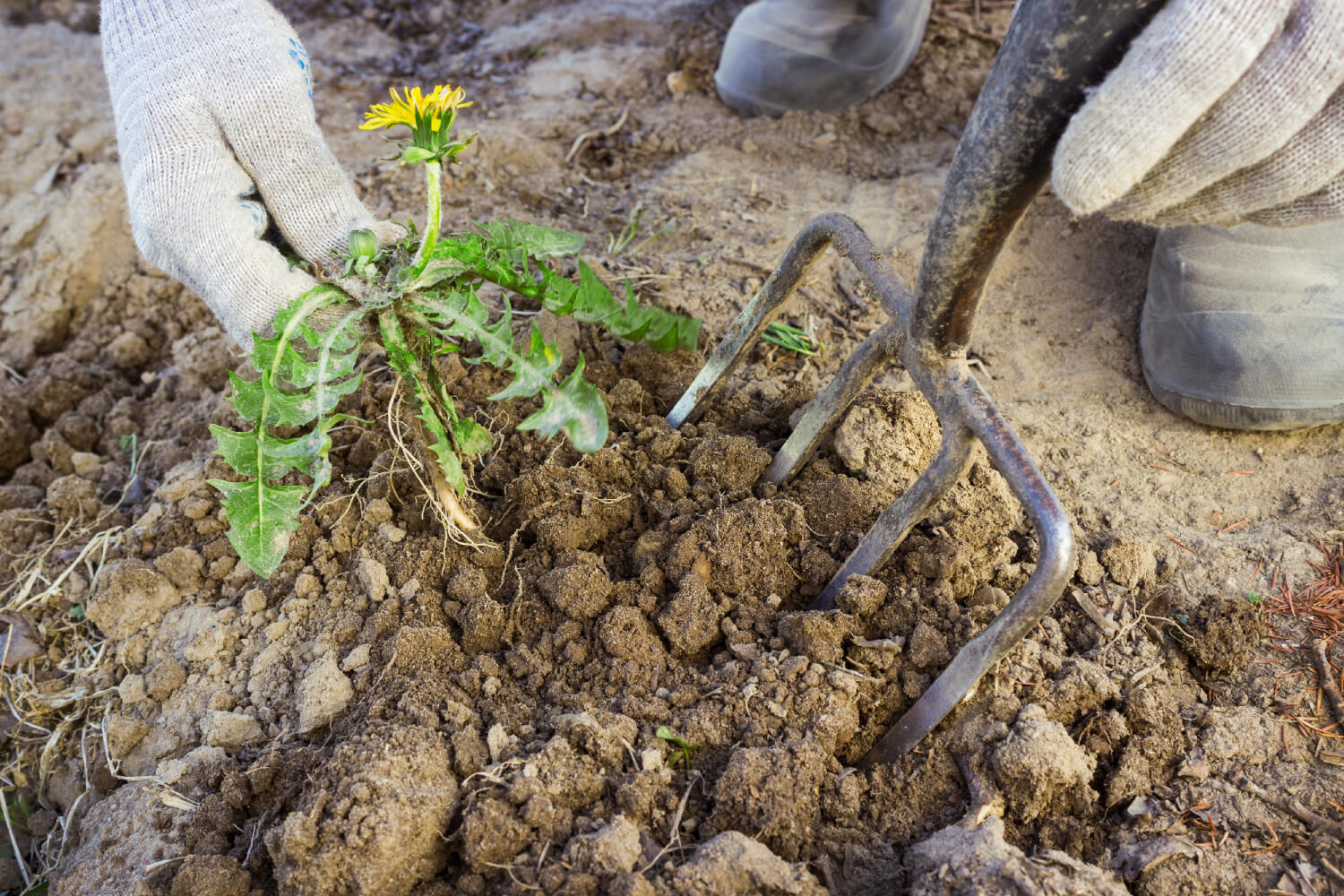gardener_removing_weeds.jpg