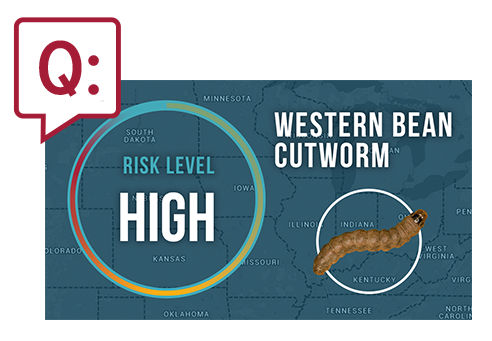 gen-trait-answers-article-content-4-1-western-bean-cutworm