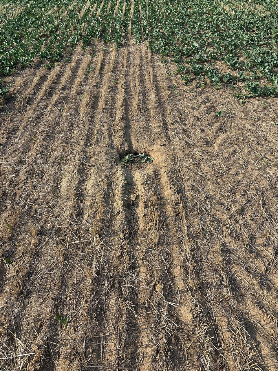 Gopher hole in a dry section of a canola field with rows of young green plants in the background.