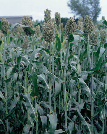 Close up of grain sorghum crops in field