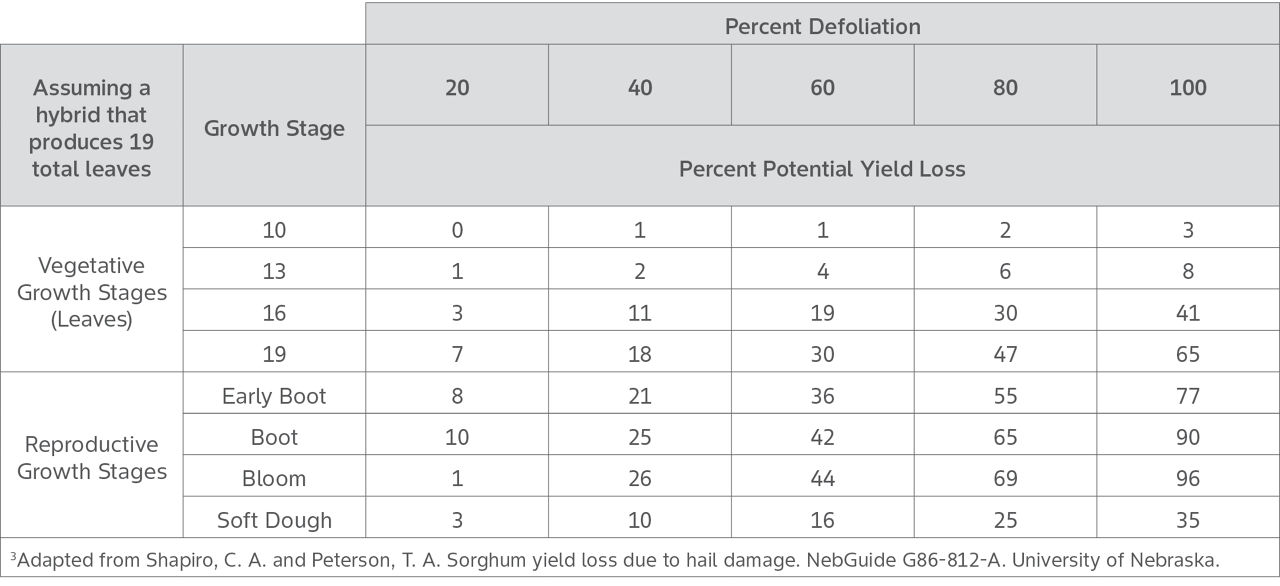 Table shows grain sorghum vegetative and reproductive growth and the potential sorghum yield loss based on percent defoliation