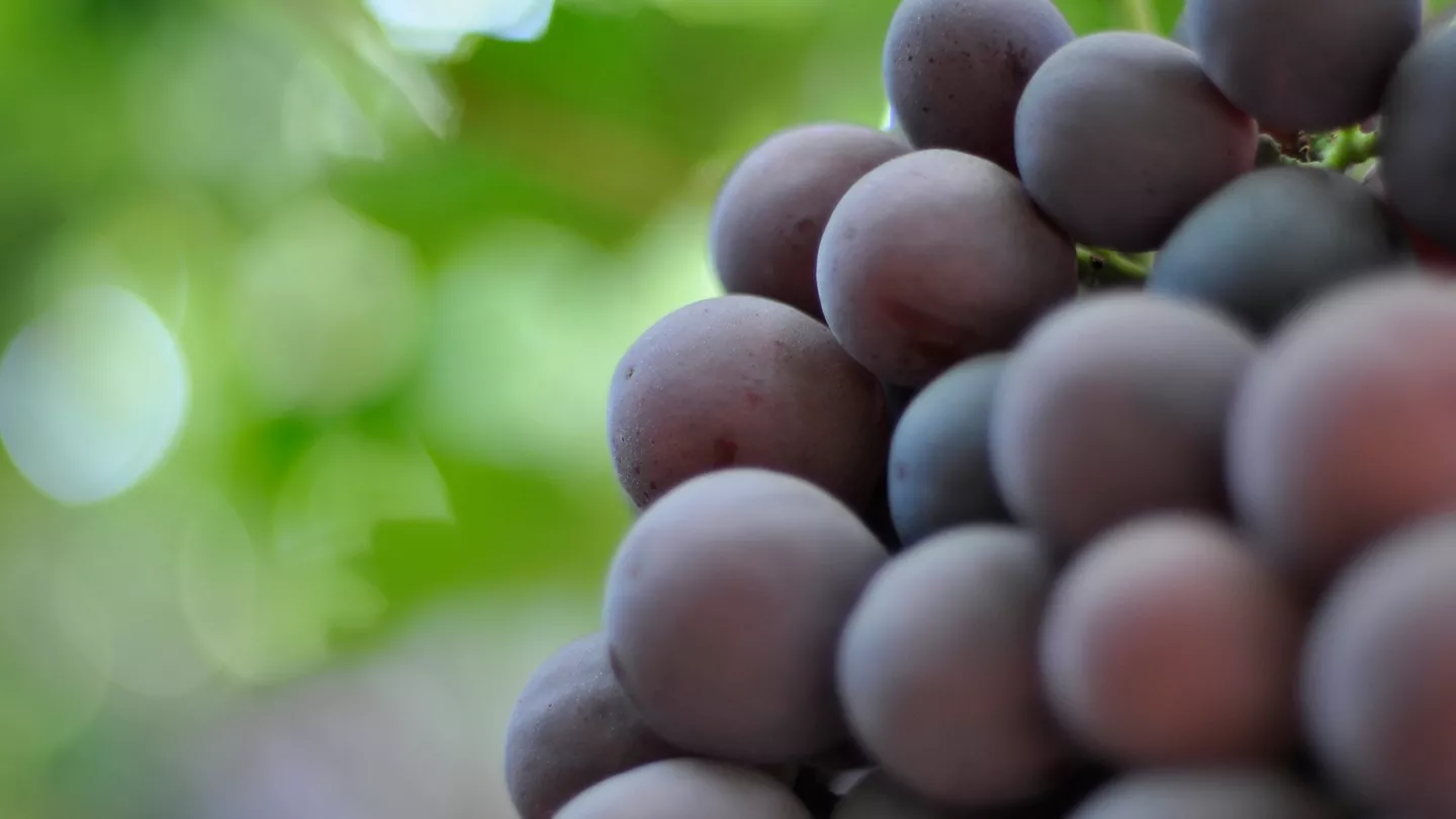 Maximize Efficiency When Treating Powdery Mildew and Botrytis