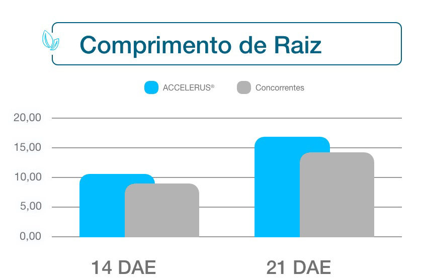 Comprimento de Raiz