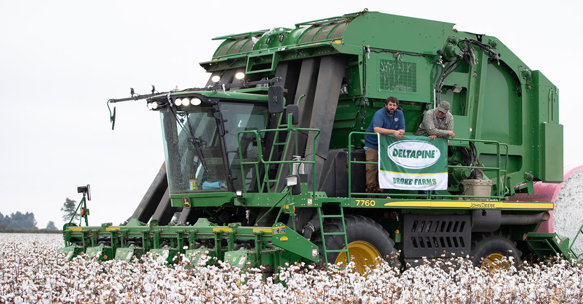A green cotton picker with a Deltapine flag in a cotton field