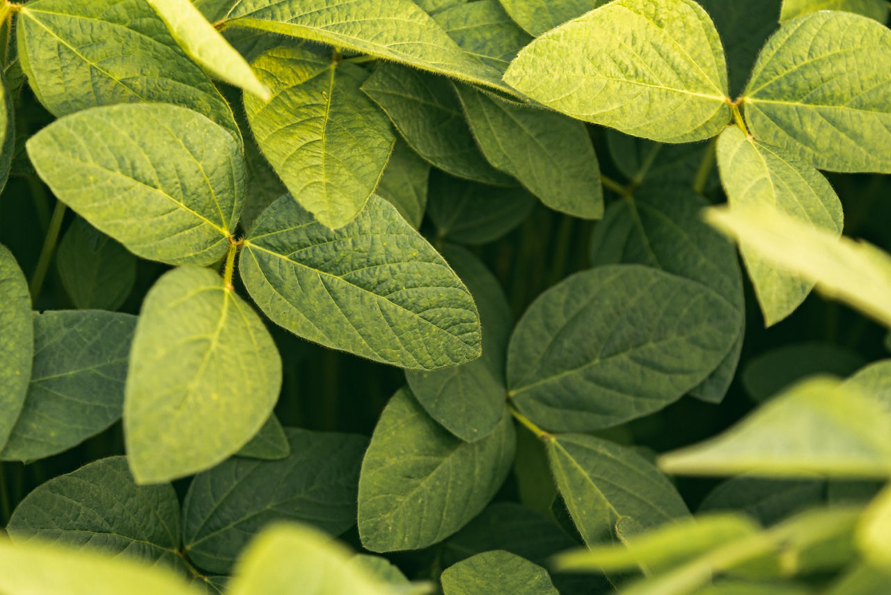 Closeup ofreen leaves of soybean plant, agricultural landscape