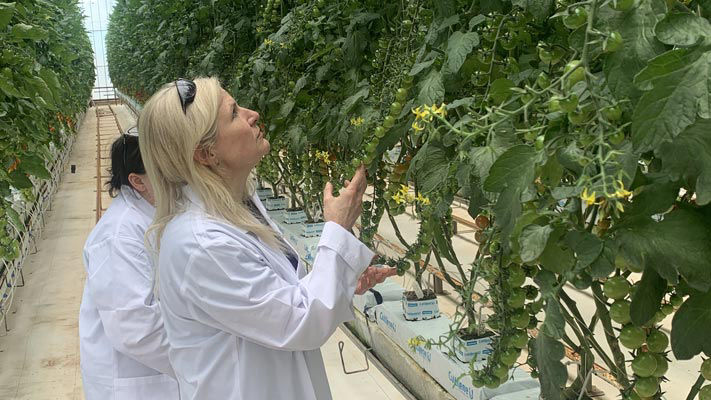 Scientists inspecting greenhouse tomato plants