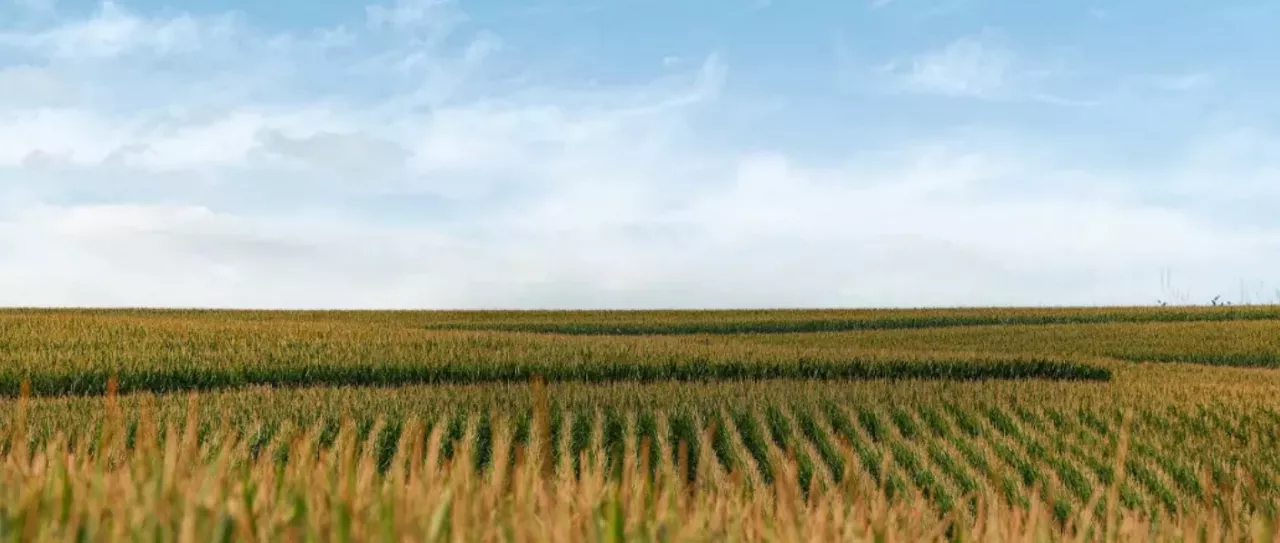 field
