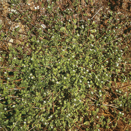 Hviezdica prostredná