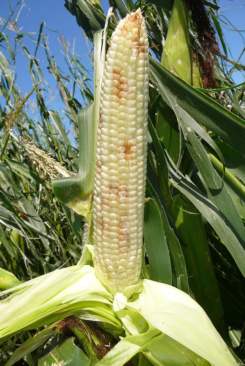 Hail damage in corn with damaged corn kernels.