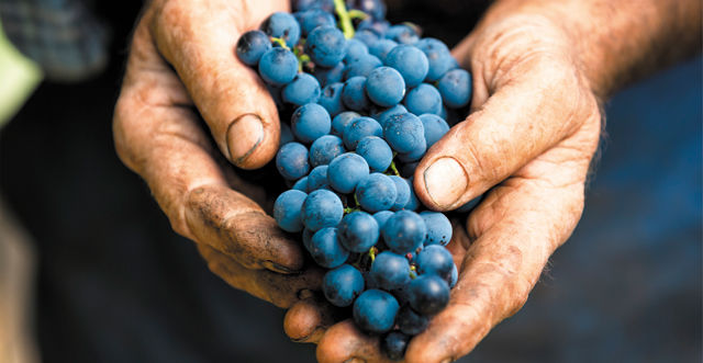 A closeup of hands holding wine grapes for grape disease protection