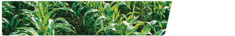 Rows of green corn plants growing in a field with dense, healthy foliage. 