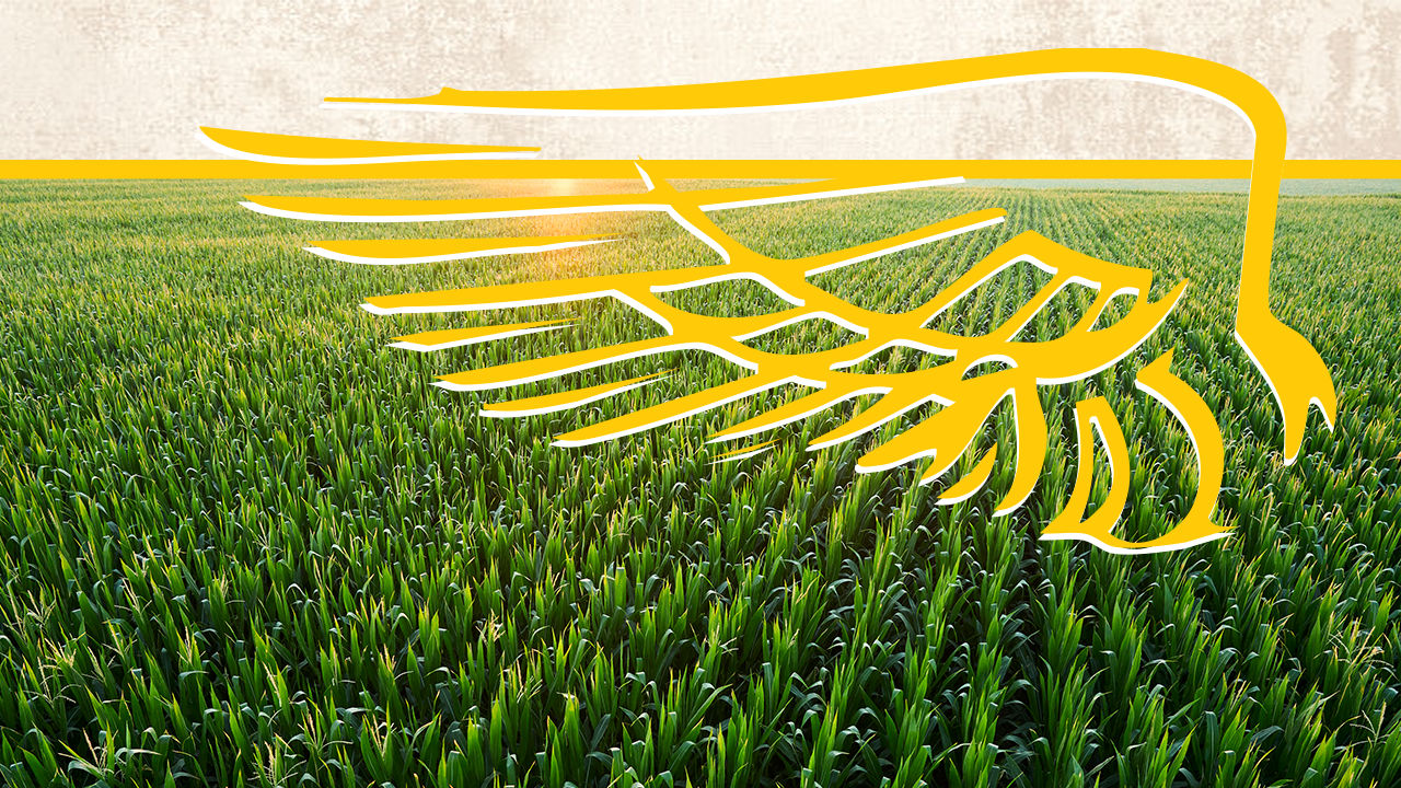 DEKALB® Corn Seed Performance | Crop Science US