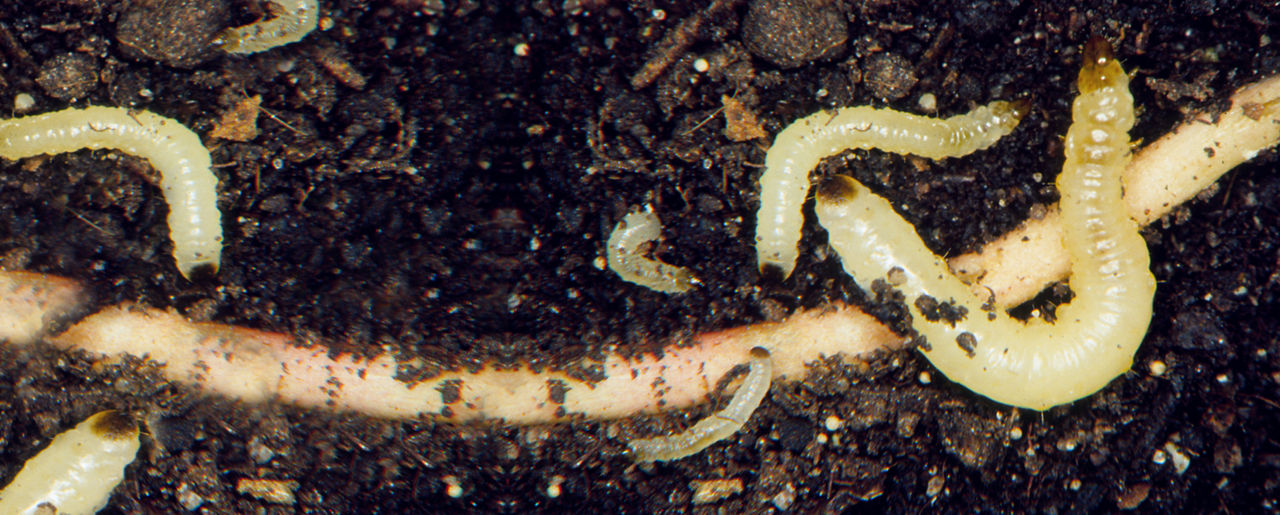 Corn Rootworm Management | Crop Science US