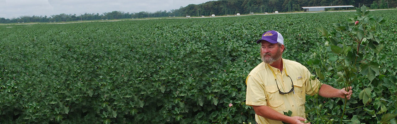Farmer holding cotton plant