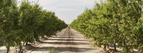 Almond field