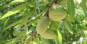 Close up of almond crop