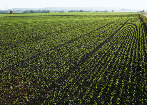 Un champ agricole dont les mauvaises herbes sont bien maîtrisées. Les nouvelles réalités de la gestion des mauvaises herbes résistantes.