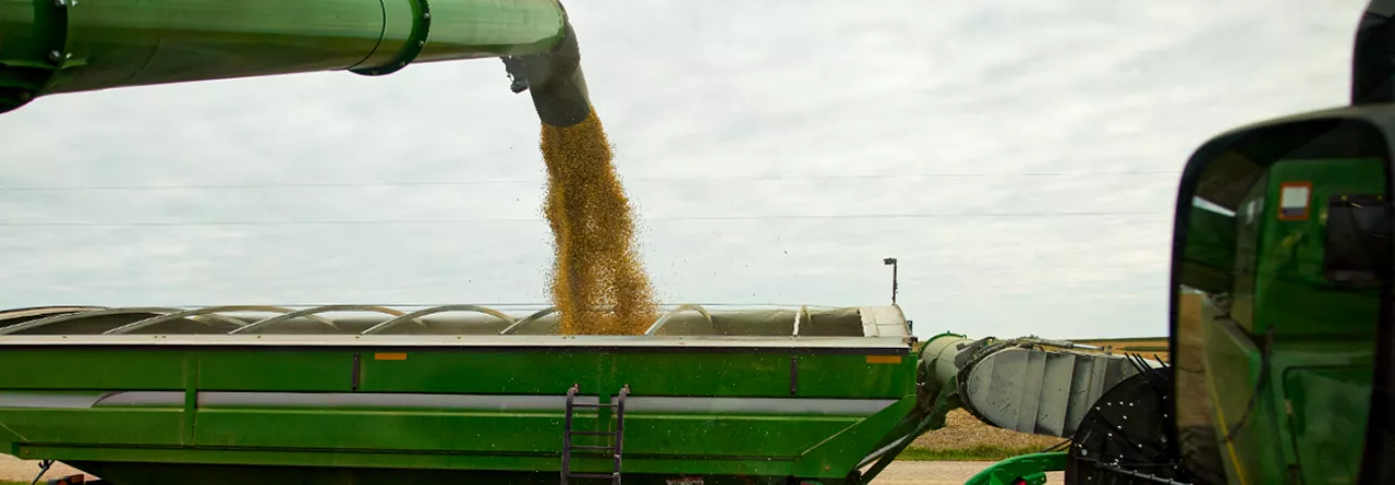 Harvesting Corn