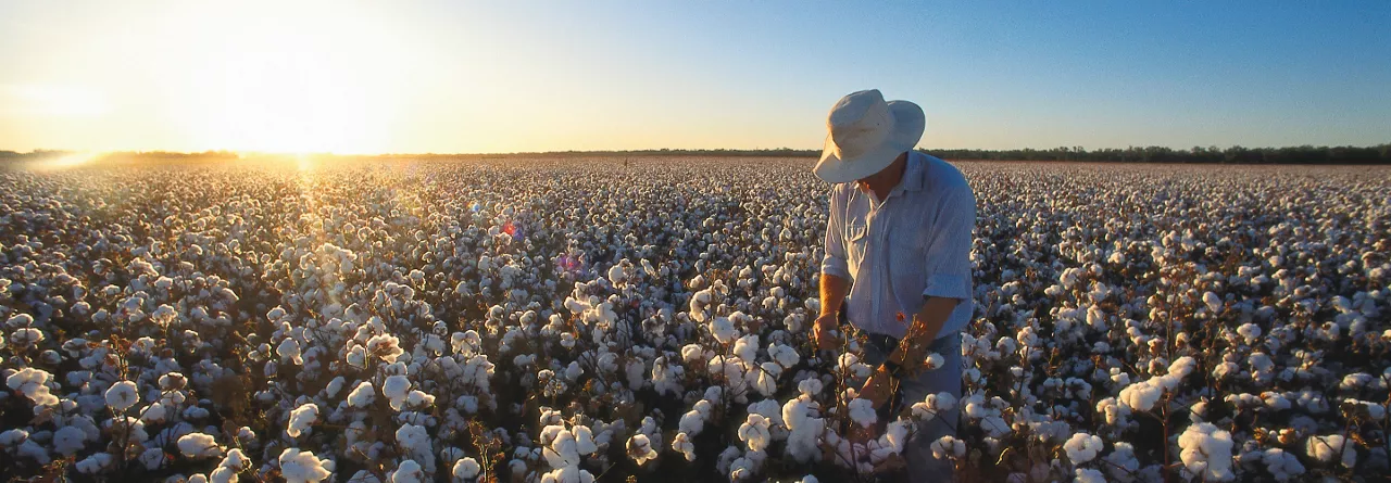 Steve Skelton in Cotton Field