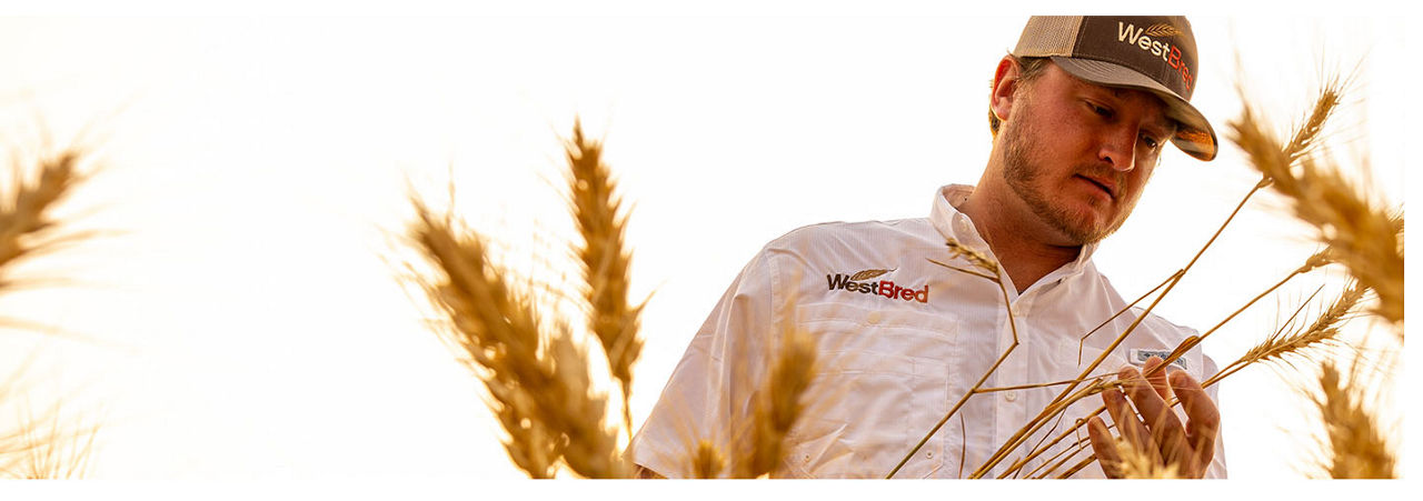 WestBred® Commercial Wheat Seed Varieties | Crop Science US