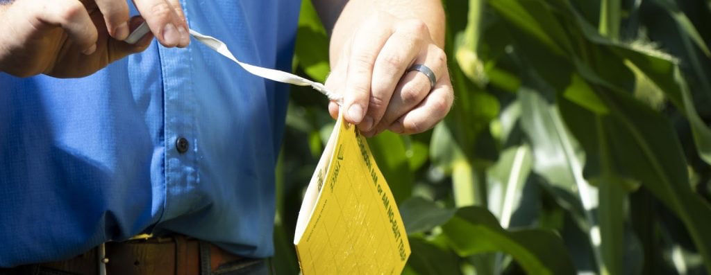 Farmer holding a sticky trap