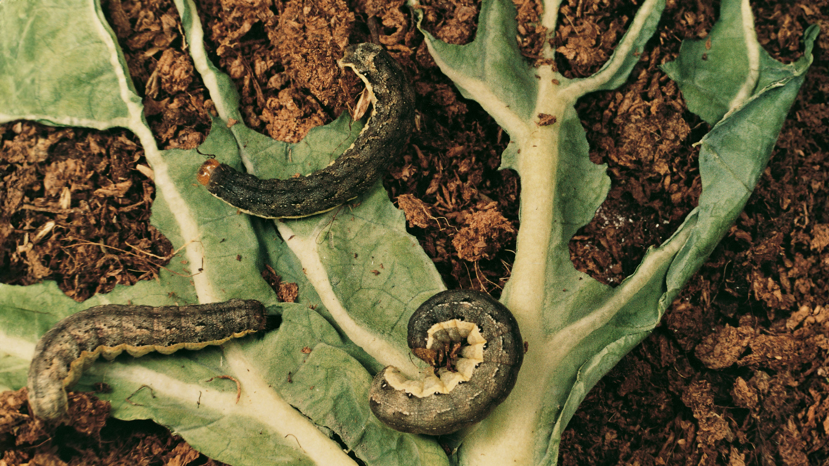 Гусеницы рапсового цветоеда. Капустная блошка. Совка гусеница борьба с ними. Земляные мошки на огороде. Mamestra brassicae гусеницы.