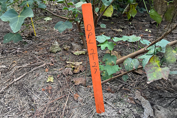Bright orange field marker labeled DP2127 with a pink flag among cotton plants marking the location