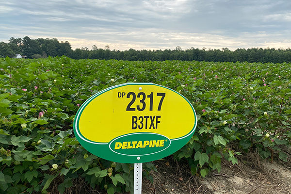 Deltapine® DP 2317 B3TXF variety sign in yellow and green in a thriving green cotton field under a cloudy sky. 