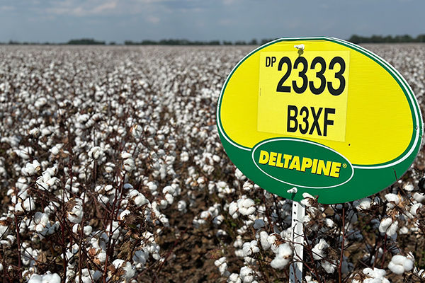Deltapine® DP 2333 B3XF variety sign in yellow and green in a mature cotton field under a cloudy sky