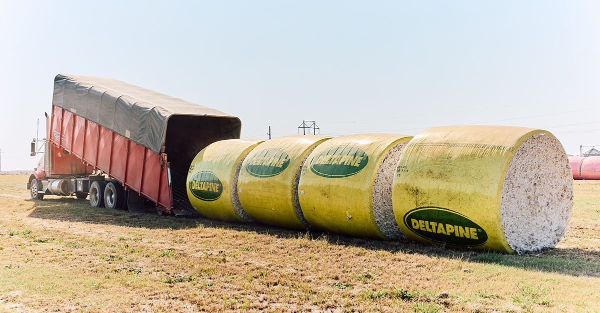 Cotton bales wrapped in Deltapine® branded yellow covers loaded onto a red truck trailer in a field during harvest