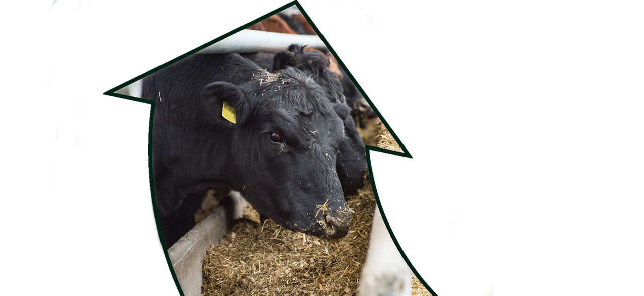 Channel Silage logo image with a healthy beef cow graphic image 