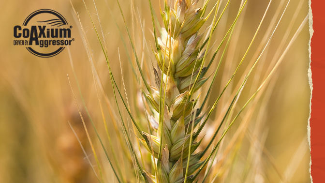 Close-up of wheat with Coaxiom logo