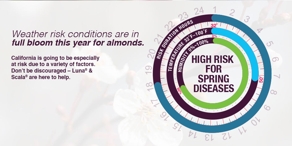 Circular graphic shows how wet and humid weather contribute to higher risk for spring diseases. Weather risk conditions are in full bloom this year for almonds.