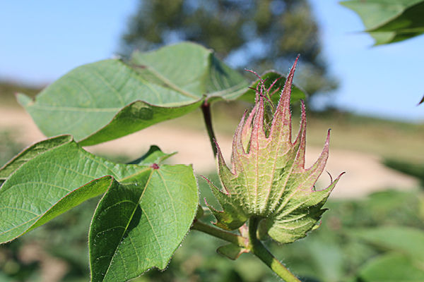 Another image of a cotton square.