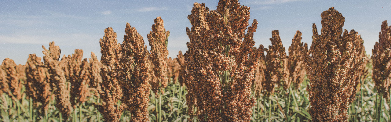 A field of high yielding grain sorghum