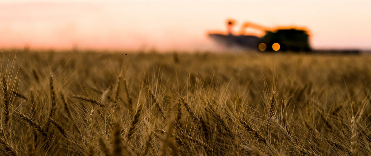 Wheat field harvest at dusk.