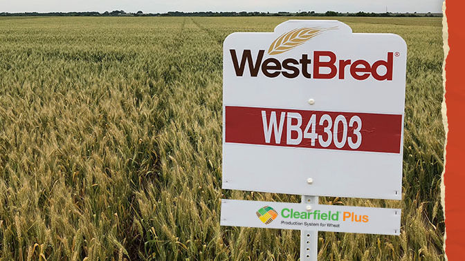 Wheat field with WB4303 field sign