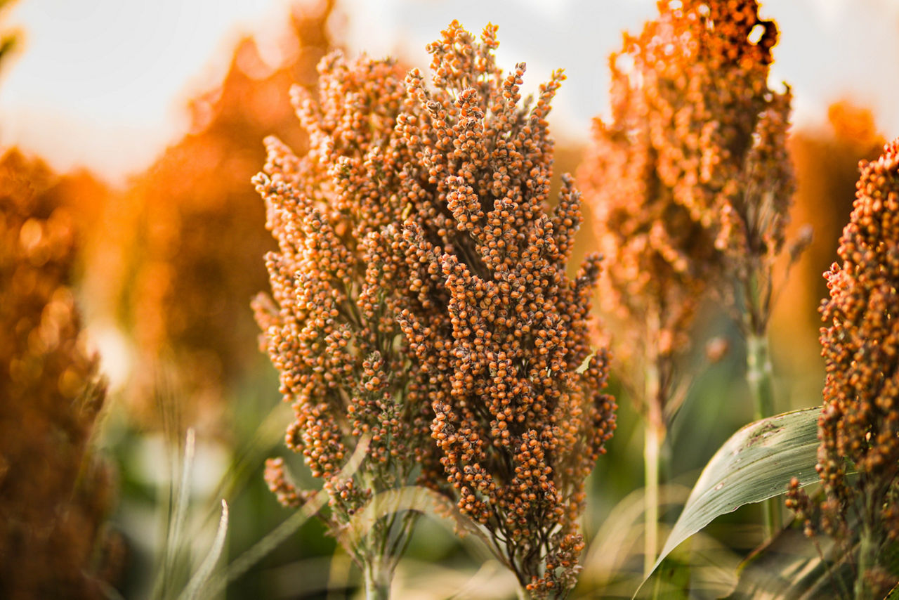 Sorghum grain growing in a field