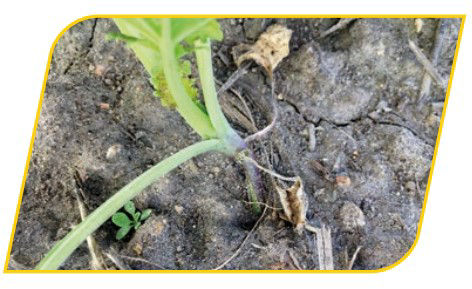 În condiții de vânt puternic plantele vor suferi