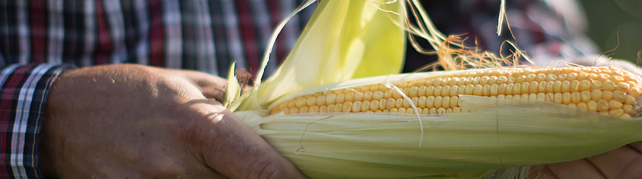 Farmer holding an ear of corn and National Corn Growers Association Yield Contest FAQs banner