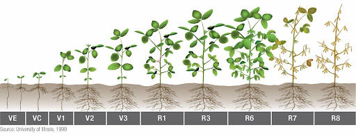 Figure 2. Soybean growth stages from emergence to maturity. Image courtesy of and used with the permission of the University of Illinois.