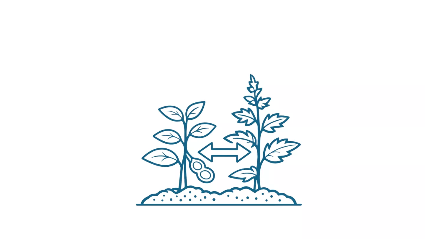 imagem de plantas com doença de buva e caruru