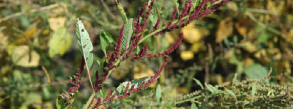 Identify mature waterhemp with long, hairless stems