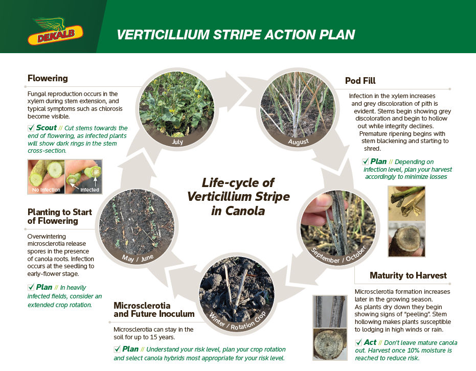 Infographic illustrating the life cycle of verticillium stripe in canola, shown as a circular timeline with seasonal stages. The stages include planting (May–June), flowering (July), pod fill (August), maturity to harvest (September–October), and winter/rotation, each accompanied by photos of canola plants and stems. The diagram highlights symptoms such as stem discoloration, drying, and peeling, along with sections of healthy versus infected stems. Text annotations provide guidance such as scouting during flowering, planning harvest timing, and crop rotation to manage disease risk.