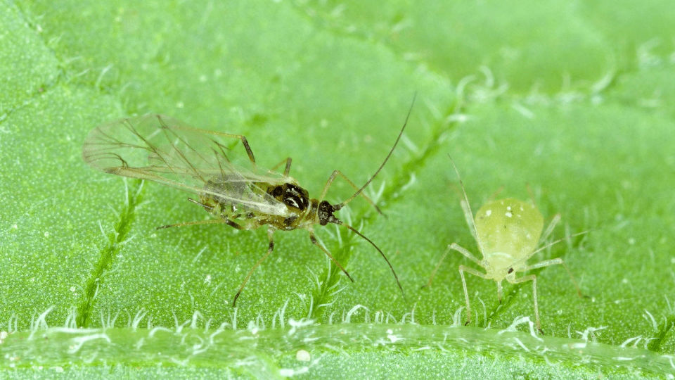 A Winged and wingless form of the peach-potato aphid on the underside of potato leaves.
