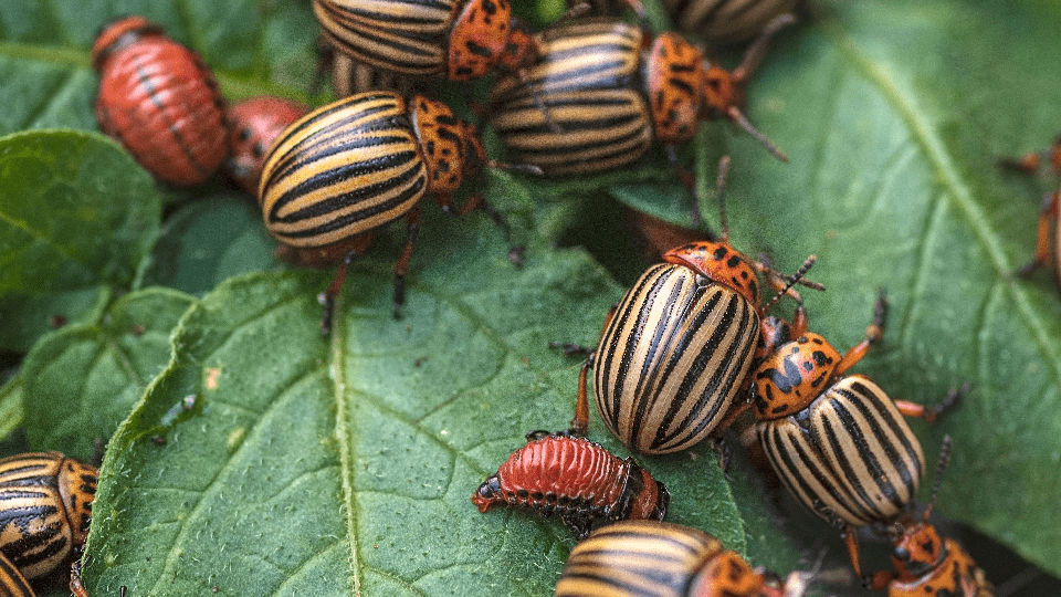 Close-up of several sizes of Colorado potato beetles with orange and black striped markings, on green leaves which show signs of feeding damage.